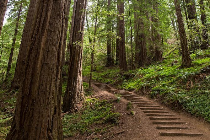 Muir Woods and Sausalito (Return by Bus or Ferry) - Bus or Ferry Back to San Francisco