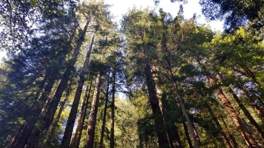 Muir Woods, Sausalito and Ferry back to Fisherman's Wharf - Crossing San Francisco and the Golden Gate Bridge