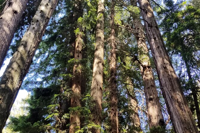 Muir Woods Sausalito Entry & Ferry to Fishermans Wharf included - Walking beneath the coastal redwoods at Muir Woods