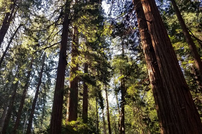Muir Woods Sausalito Entry & Ferry to Fishermans Wharf included - Three unhurried hours in Sausalito
