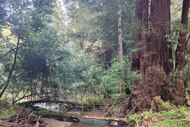 Muir Woods Sausalito Entry & Ferry to Fishermans Wharf included - Returning across the bay by ferry