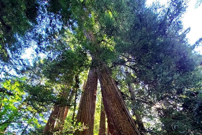 Muir Woods Sausalito Entry & Ferry to Fishermans Wharf included - Crossing the Golden Gate Bridge and stopping at Vista Point