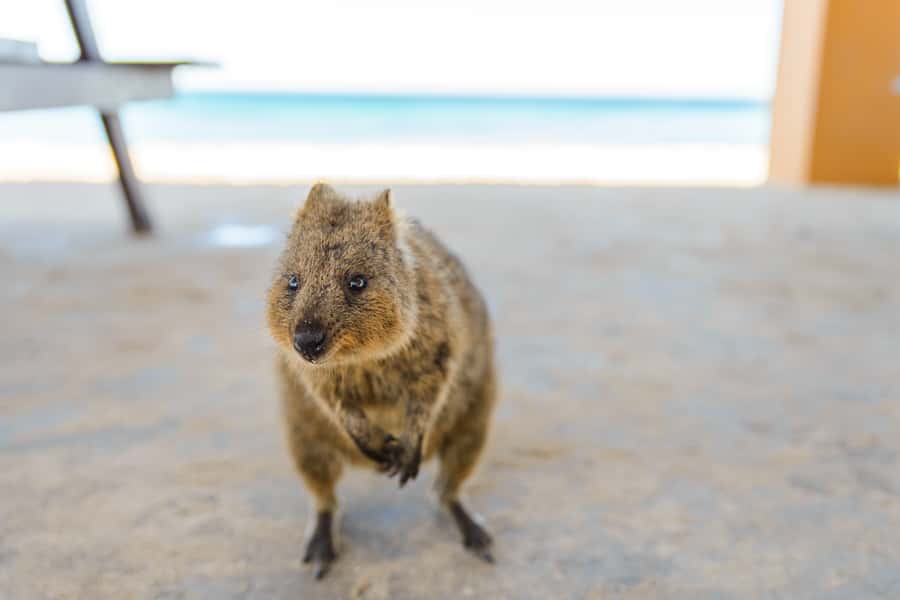 Perth: Rottnest Island Ferry, Bike, Coffee & Lobster Roll - Key points to know before booking