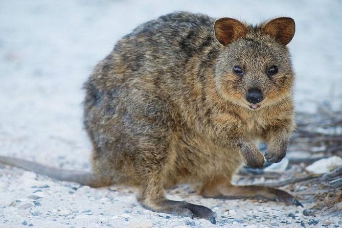 Perth to Rottnest Island Roundtrip Ferry Ticket - What the $91.09 price really covers