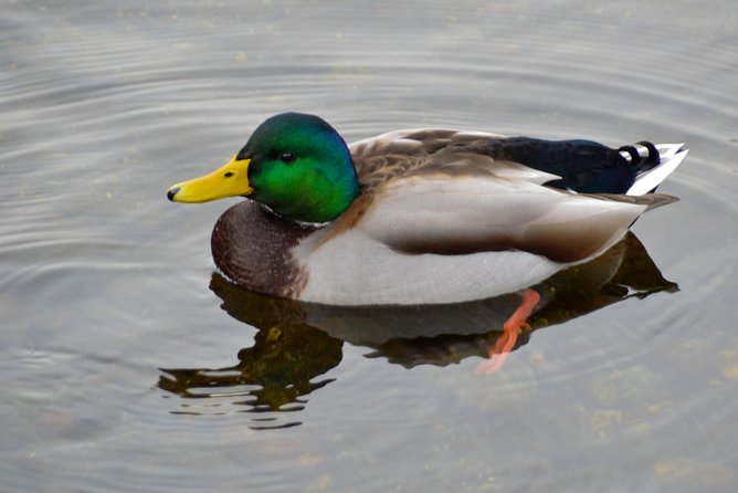 Photography, Hiking & Ferry to Bowen Island - What the $133.61 price really covers