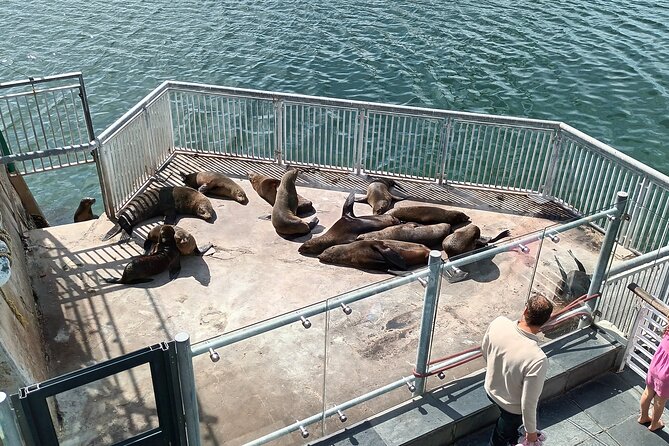 Robben Island Cape Of Good Hope Penguins Including Ferry Ticket - Why this route works so well in one day