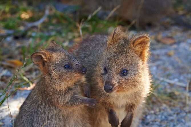 Rottnest Island Fast Ferry from Hillarys Boat Harbour Including Bike Hire - Beaches, swimming, and quokkas