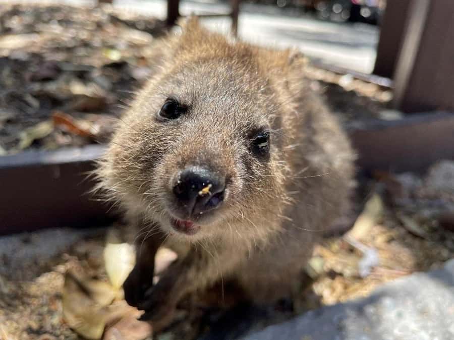 Rottnest Island Ferry and 1.75 Hr Bus Tour - Key points at a glance