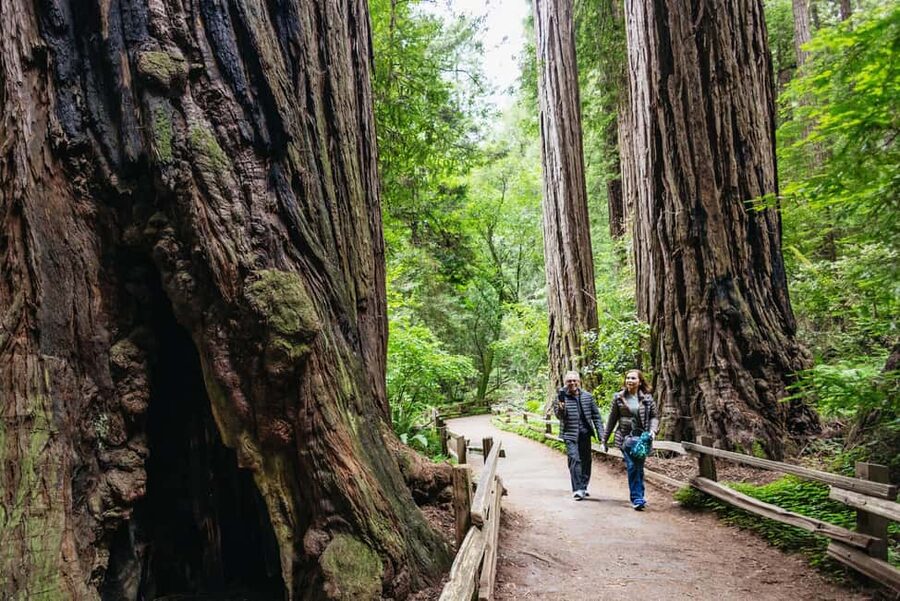 San Francisco: Muir Woods & Sausalito Tour with Ferry Option - Key points to know before booking