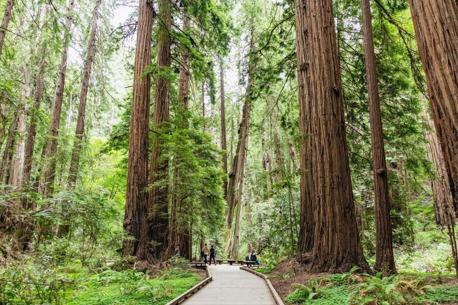 San Francisco: Muir Woods & Sausalito Tour with Ferry Option - The optional bike tour and its strict timing