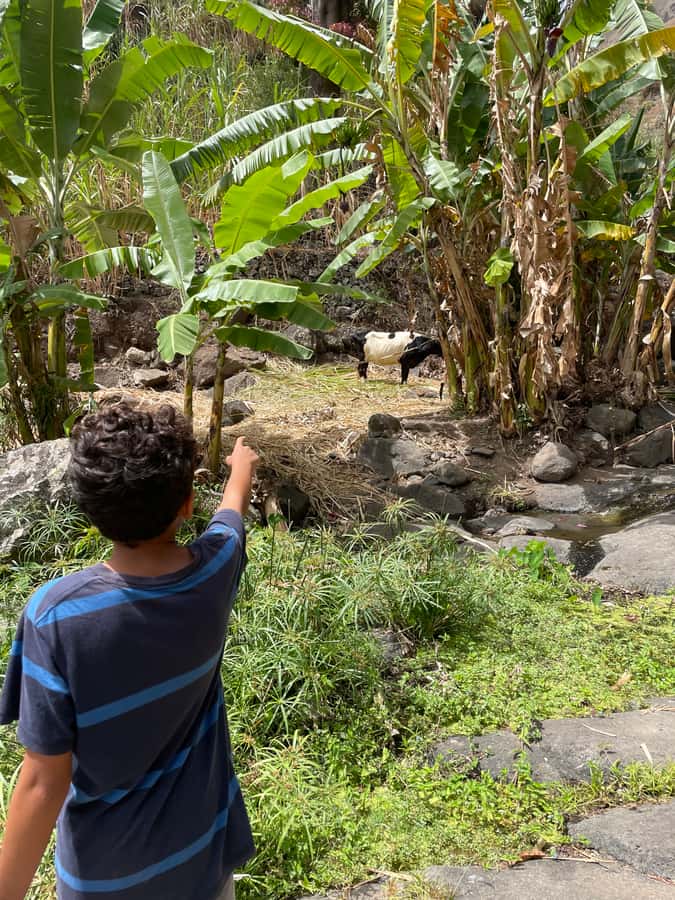 Santo Antão Highlights: Day Trip by Car with Ferry from SV - Why this day trip works from São Vicente