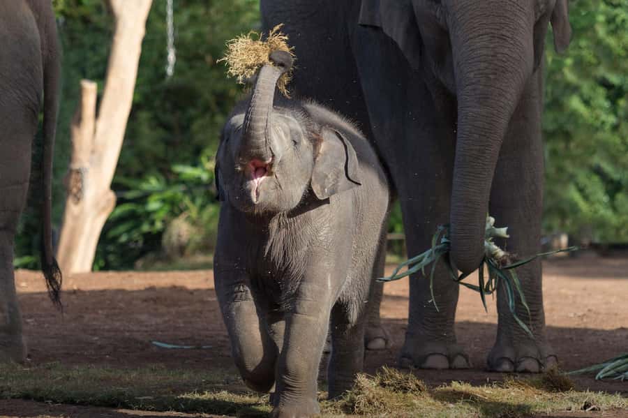 Sydney: Taronga Zoo Ticket with Return Ferry - Key points to know before you go