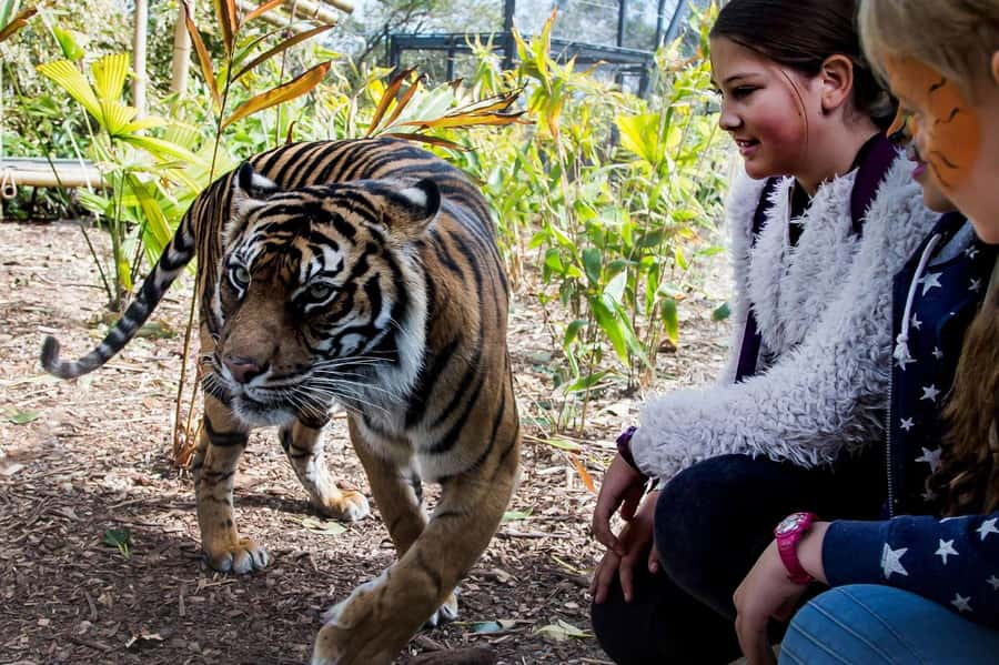 Sydney: Taronga Zoo Ticket with Return Ferry - Who will enjoy this day most?