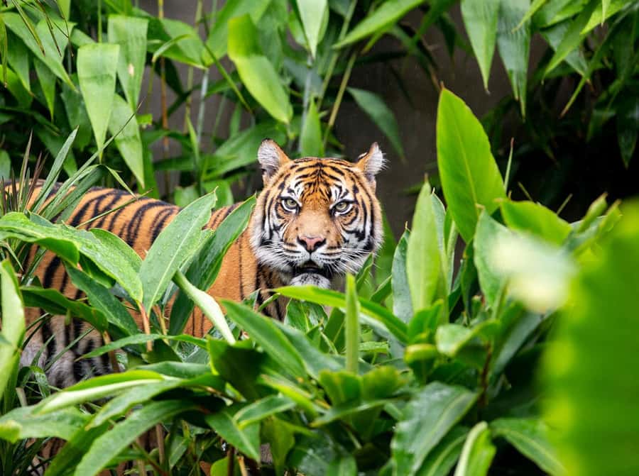 Sydney: Taronga Zoo Ticket with Return Ferry - Starting at Circular Quay or Darling Harbour