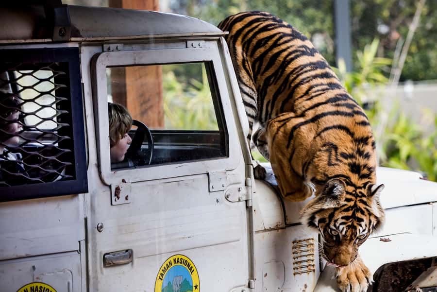 Sydney: Taronga Zoo Ticket with Return Ferry - Entering Taronga Zoo and choosing your route