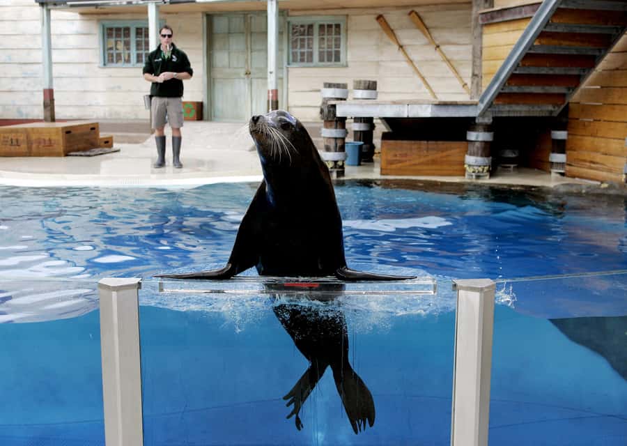 Sydney: Taronga Zoo Ticket with Return Ferry - Australian animals and rare species
