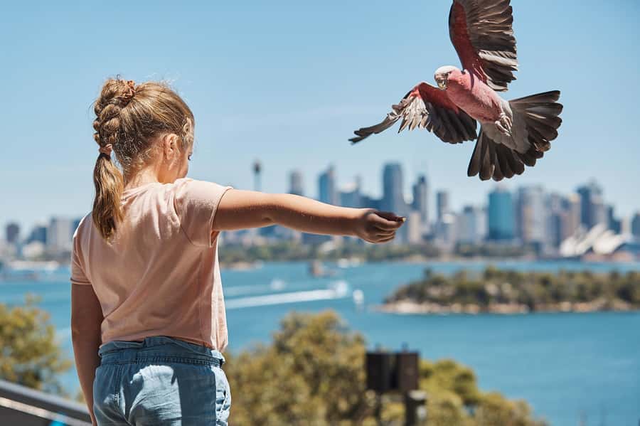 Sydney: Taronga Zoo Ticket with Return Ferry - Keeper talks and free daily shows