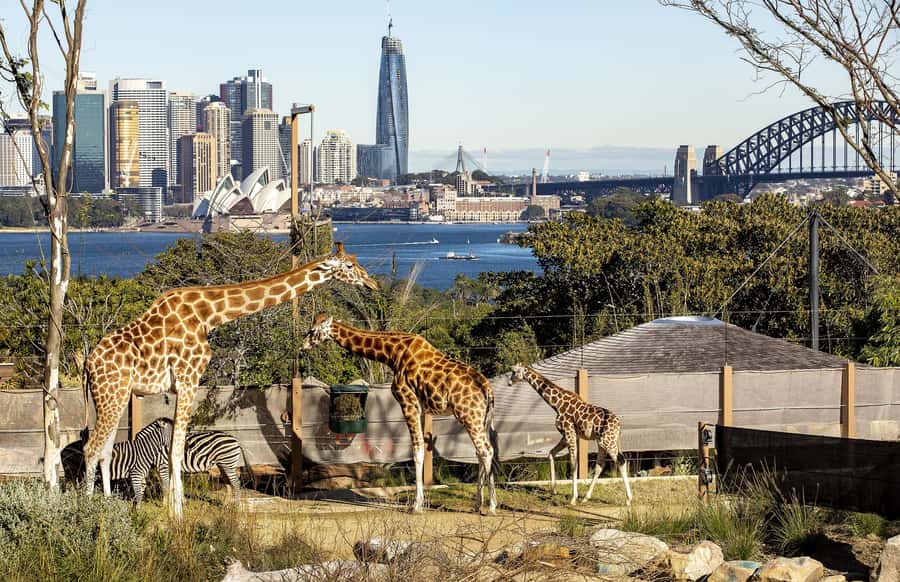 Sydney: Taronga Zoo Ticket with Return Ferry - Food, facilities, and the pace of a full day