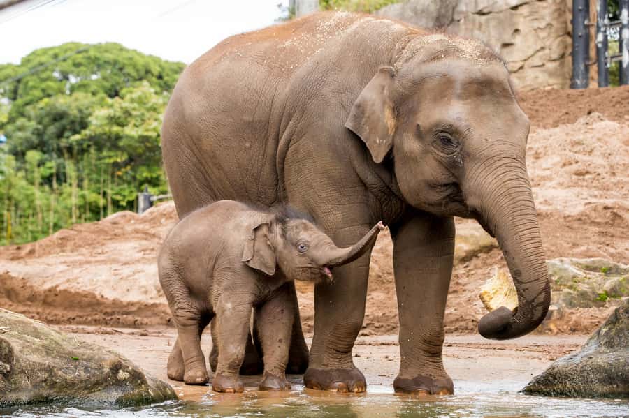 Sydney: Taronga Zoo Ticket with Return Ferry - Is the $55 price good value?