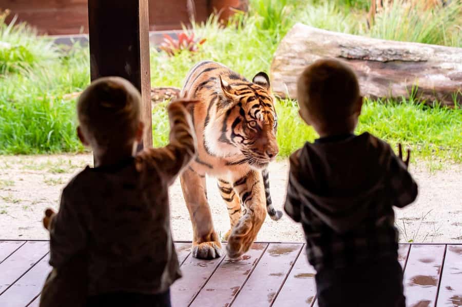 Sydney: Taronga Zoo Ticket with Return Ferry - The ferry across Sydney Harbour