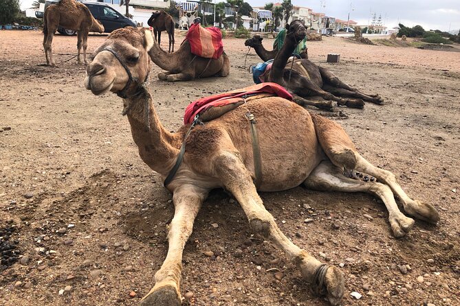 Tarifa to Tangier Tour with ferry ticket , lunch & camel ride - The camel ride at Achakkar Beach