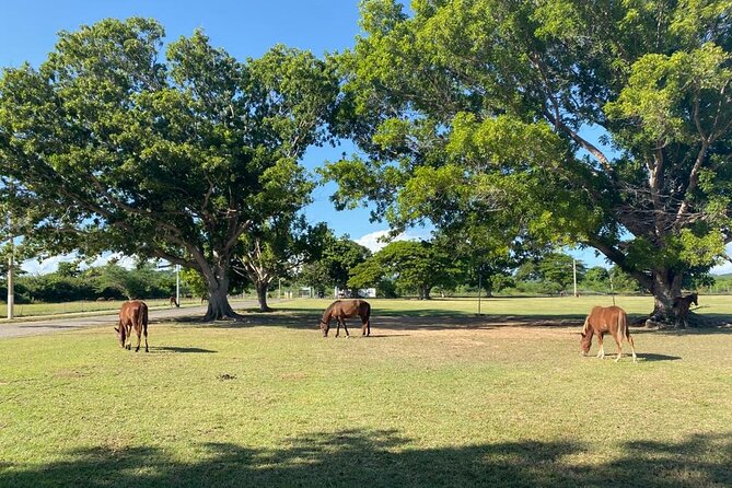 Vieques Bio Bay Tour and Beach Day Trip from San Juan by Ferry - Sun Bay or Esperanza Beach